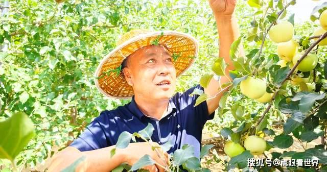 平凉：早熟苹果迎丰收 采摘销售正当时